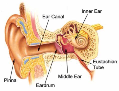 Inner-ear